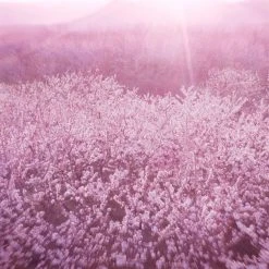 Estee Lauder Dream Dusk Eau de Parfum Spray 100ml -Cheap Estee Lauder Store 76288169 xxl a4