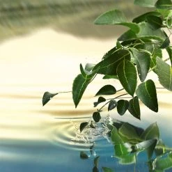 Estee Lauder Tender Light Eau de Parfum Spray 100ml -Cheap Estee Lauder Store 76288369 xxl a2