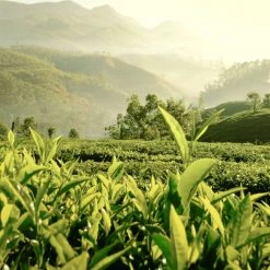 Estee Lauder Tender Light Eau de Parfum Spray 100ml -Cheap Estee Lauder Store 76288369 xxl a4