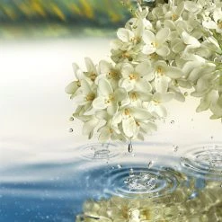 Estee Lauder Paradise Moon Eau de Parfum Spray 100ml 2 Estee Lauder Paradise Moon Eau de Parfum Spray 100ml -Cheap Estee Lauder Store 76288469 xxl a2