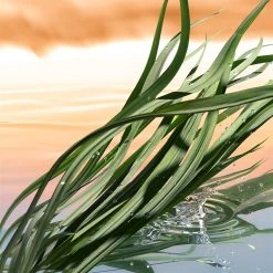 Estee Lauder Blushing Sands Eau de Parfum Spray 100ml -Cheap Estee Lauder Store 76288669 xxl a2